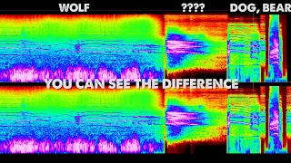 Bone Chilling Howl!  - Strange Noise Caught on Video - UPDATE (ThinkerThunker)