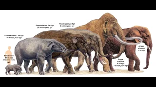 Tribute to elephant evolution(Elephant evolution)