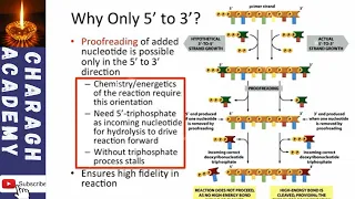 Why is DNA replication performed in the 5' to 3' direction?