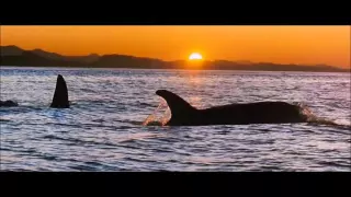 Free Willy Ending Scene   Willy Reunites with his Family