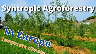 Syntropic Agroforestry in Temperate Climate (Europe, North Italy)