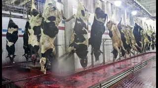 Modern Giant Beef Processing Technology Factory. Amazing Workers Cutting Meat Skill.