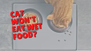 Cats That Refuse To Eat Wet Food | Two Crazy Cat Ladies #shorts