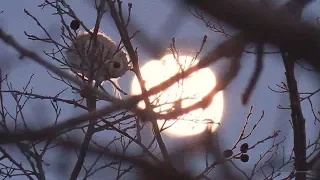 エゾモモンガの春　Ezo momonga that only inhabits Hokkaido in Japan