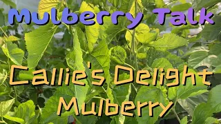 Callie's Delight Mulberry