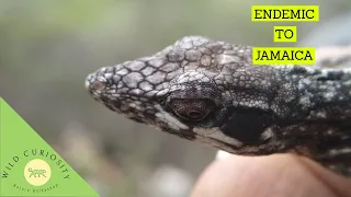 Endemic Jamaican Anole lizard -Twig Anole ! | Anole Research !