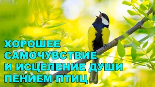 ВЕСЕННЕЕ ПЕНИЕ ДРОЗДОВ СОЗДАСТ ГАРМОНИЮ И ПОКОЙ В ДУШЕ.УСПОКАИВАЕТСЯ НЕРВНАЯ СИСТЕМА. #музыкадлясна