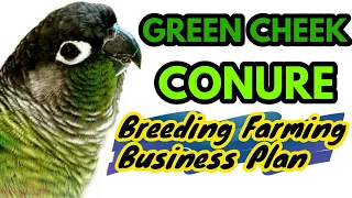 Green Cheek Conure l Pineapple Conure Parrot l Farming Breeding of Pineapple Green Cheeked Conures