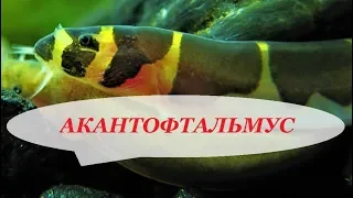 (Pangio (Acanthophtalmus) kuhli) in aquarium. Content, reproduction, care and how to feed