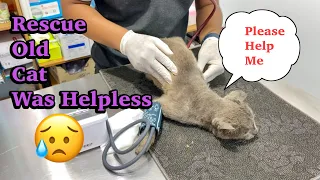 Trying to save cat that was crying and running into someone car | FTC Meow