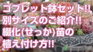 2024.01.22【多肉植物】ゴブレット鉢セット!!別サイズのご紹介!!綴化(せっか)苗の植え付け方!!【succulent】トロピカルガーデン