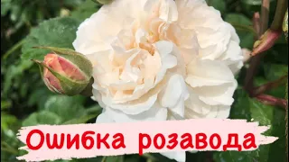 Не повторяйте моих ошибок, двухцветная роза пропадает 🌹