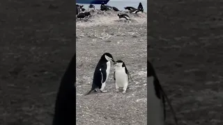 Одинокий пингвин желает познакомиться