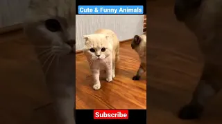 Cute and Funny Cat Shorts | Funny Animals Compilation #shortsfeed