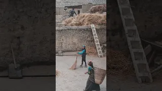 Harvesting Crops in a Himalayan Village. Discovering a Secret Tibetan Village in the Himalayas