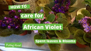 How I care for African Violets -  dealing with spent blooms and leaves