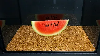 10000 Mealworms VS Watermelon Strawberry and Bread - Time Lapse [4K]