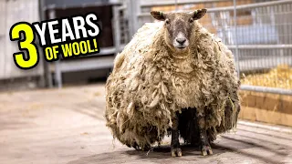 Shearing the Loneliest Sheep in the World!