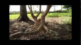 Removing girdling roots for tree health and longevity