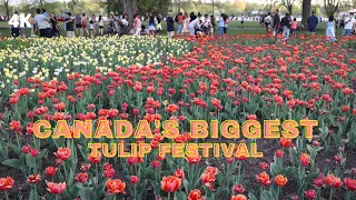OTTAWA Tulip Festival Complete Walking Tour  May 14, 2022    4K