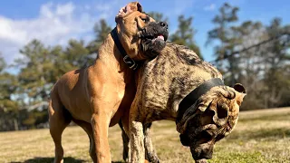 Up and at it #bigdog #dog #puppy #pets #doglover #mastiff