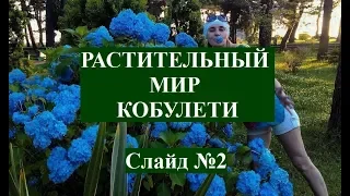 Растительный мир Кобулети (ВИДЫ) ქობულეთი Слайд 2 Аджария Грузия