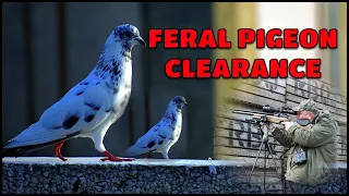 Feral pigeon shooting with Air rifles using the pulsar  Digex C50  in a farm yard & food Factory.