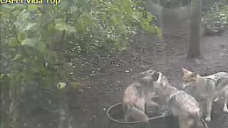 Mexican wolf pups play in splash tub