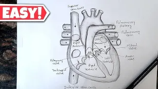 How to draw human heart easily step by step || Amazing art's ||