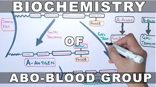 Biochemistry of ABO Antigens