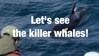 北海道知床（羅臼）の海でシャチウォッチング／Killer whale watching in the sea of ​​Shiretoko (Rausu), Hokkaido orca