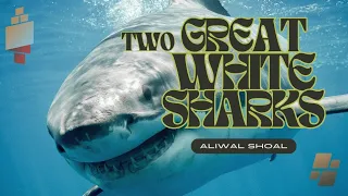 Two Great White Sharks on the Aliwal Shoal! #GreatWhiteShark #AliwalShoal #WalterBernardis