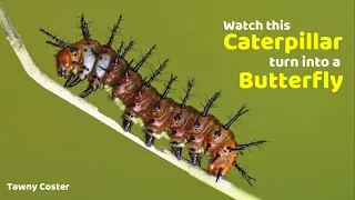 Watch this Caterpillar turn into a Butterfly - Tawny Coster - Metamorphosis