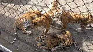 Tigers Fighting Over Raw Beef in the Harbin Tiger Park