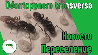 ОХОТА и ПЕРЕСЕЛЕНИЕ муравьев Odontoponera transversa - 3 #Муравьи #Муравьинаяферма #Camponotus #ВГУМ