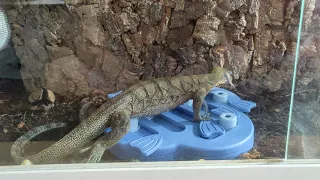 Monitor Lizard Solving Dog Food Puzzle - Reptile Enrichment & Test Of Intelligence