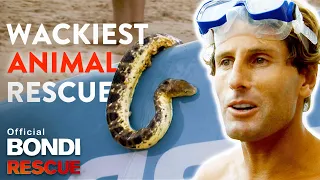 WACKIEST Animal Rescues on Bondi Rescue