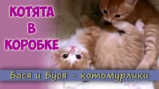 Котята в коробке. Игры котят. Почему котята любят коробки?