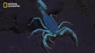 Scorpions Deadly Attack 2