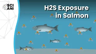 How does hydrogen sulphide impact Atlantic salmon welfare?