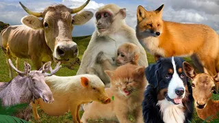 Adorable Baby Farm Animal Moments: Alpaca, Pig, Cat, Monkey, Cow, Dog, Fox - Animal Sounds