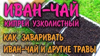 ИВАН ЧАЙ КАК ЗАВАРИВАТЬ - САМЫЙ ВКУСНЫЙ ЧАЙ, а так же, лечебные травы, травяные сборы. Бушкрафт.