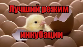 Инкубация куриных яиц! Режим проверенный годами! Секрет хорошего вывода цыплят!