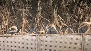 Такого вы ещё не видели)))) Собираем урожай кукурузы, которого НЕТ...