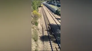 Man Saves Dog Tied To Train Tracks - Oscar winning fake Hero