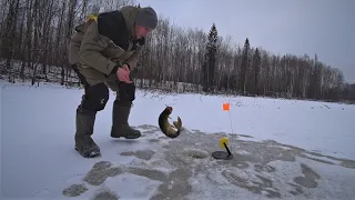 В ЭТОМ БОЛОТЕ МНОГО ЩУКИ! Щука на жерлицы в густом коряжнике. Самодельные жерлицы и самоловки.