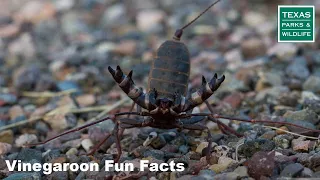 Wyler Aerial Tramway SP | Vinegaroon Fun Facts