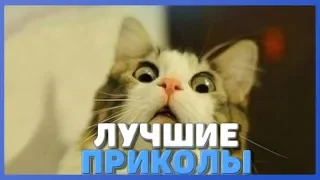 Смешные приколы с котами, собаками и другими | Приколы с животными