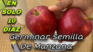 Germinar semillas de manzana es fácil rápido y 100% efectivo