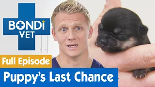 8 Day Old Puppy Is Going To Die | FULL EPISODE | E13 | Bondi Vet